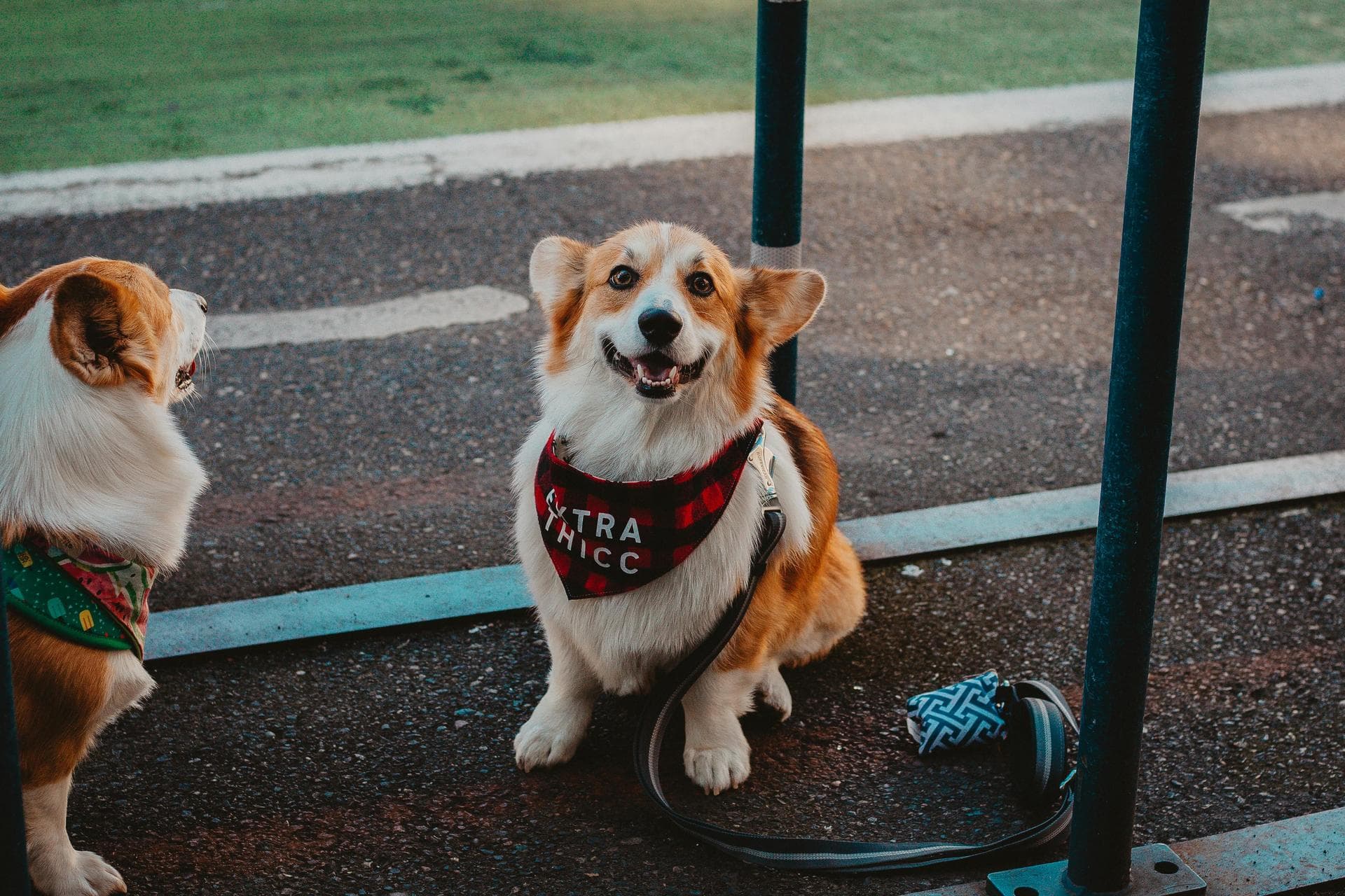 Kennel Cough Vaccine Prices in Enfield
