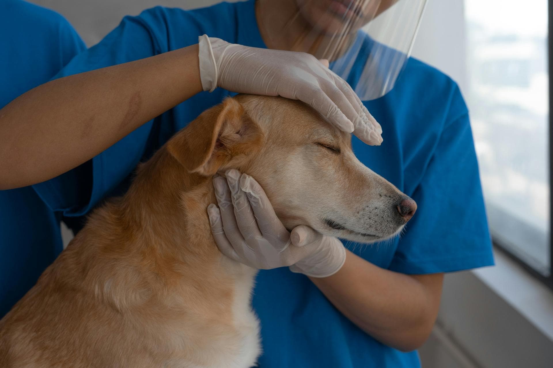 Dog Dental Prices in Enfield