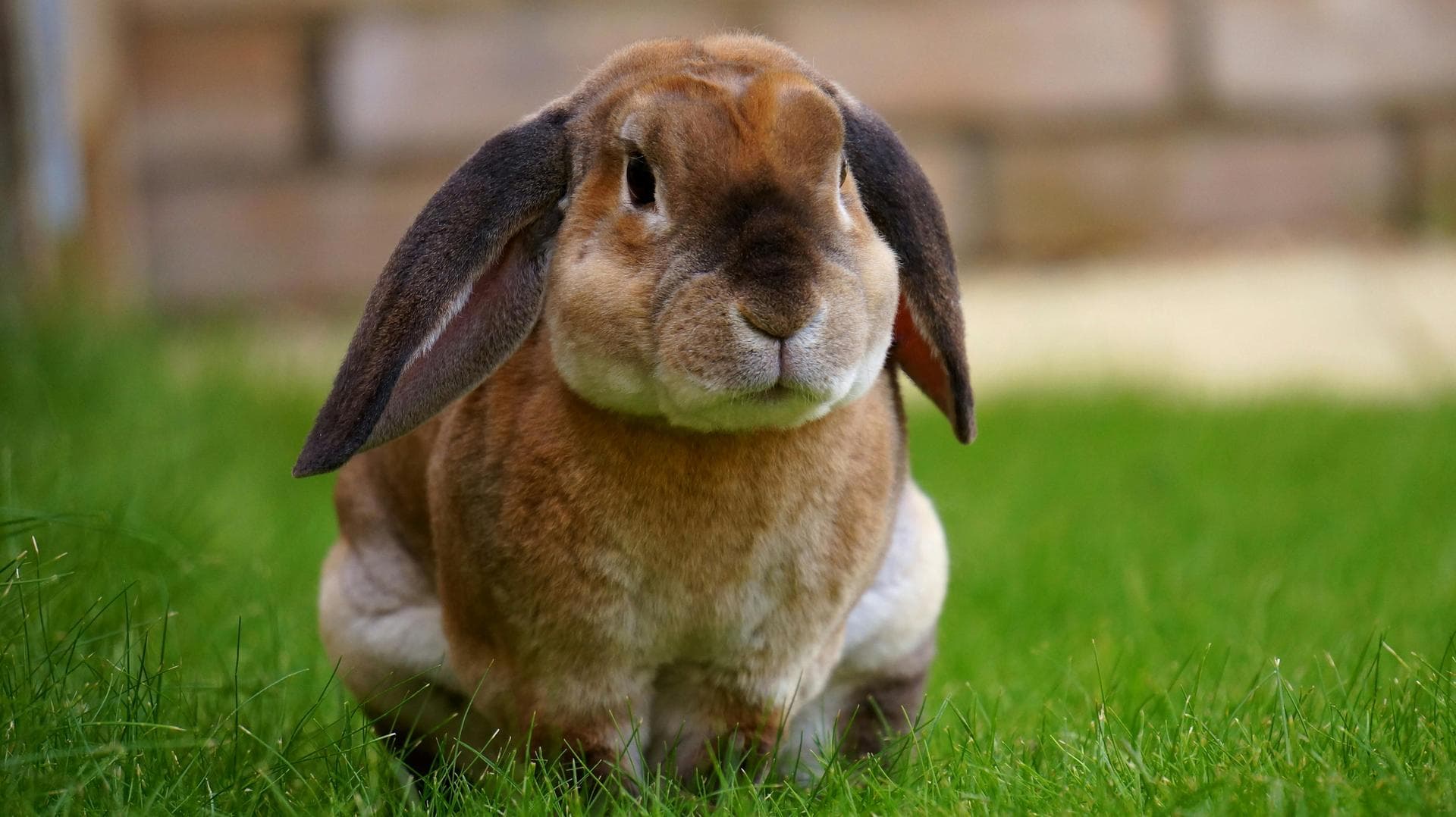 Rabies Vaccination Prices in Enfield