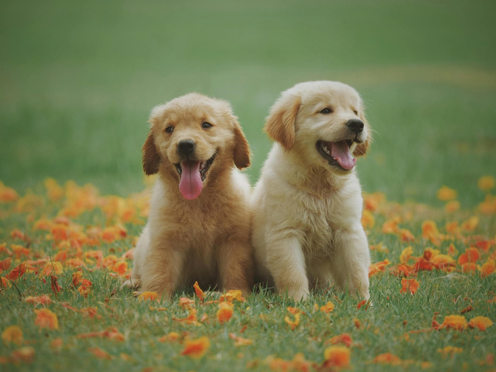 Annual Vaccination With Kennel Cough Prices in Enfield