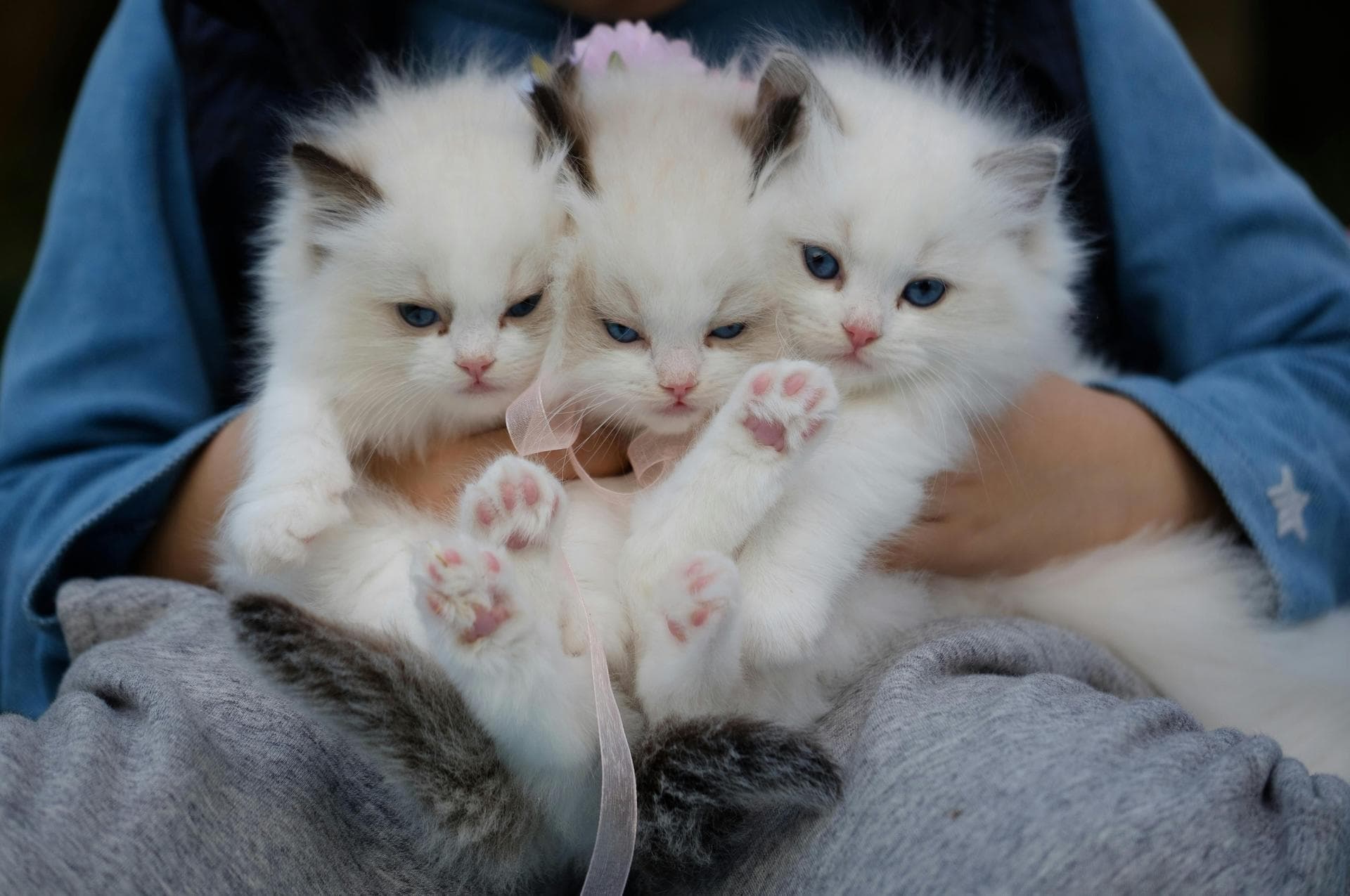 Rabbit Spay Castrate Neutering Prices in Enfield